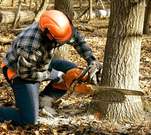 Tree Removal in White Bird, ID